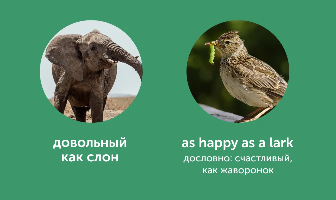 «Пьяный как свинья» и «довольный как слон»: как сказать это по-английски