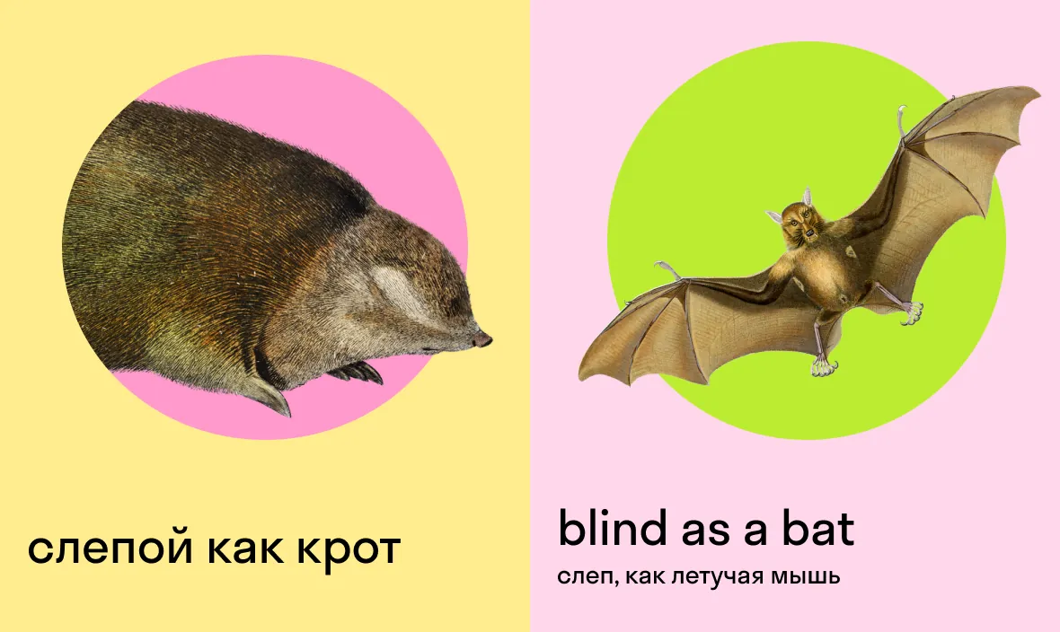 слепой как крот по английски — blind as a bat — слепой как летучая мышь