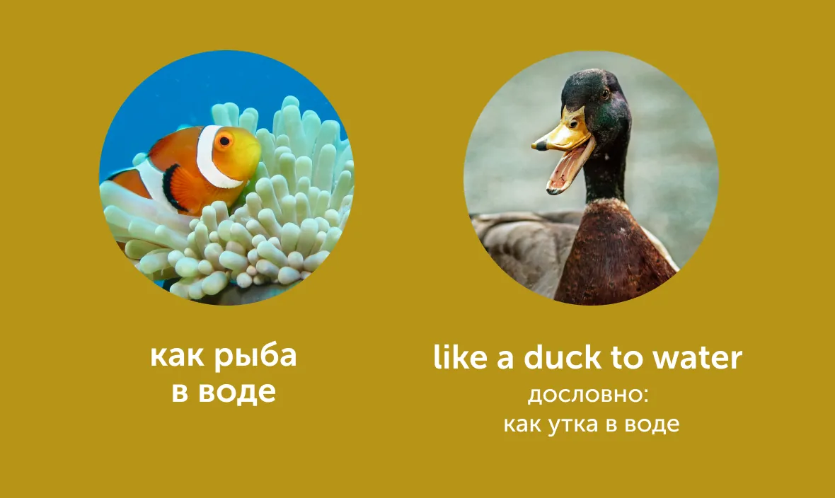 «Пьяный как свинья» и «довольный как слон»: как сказать это по-английски