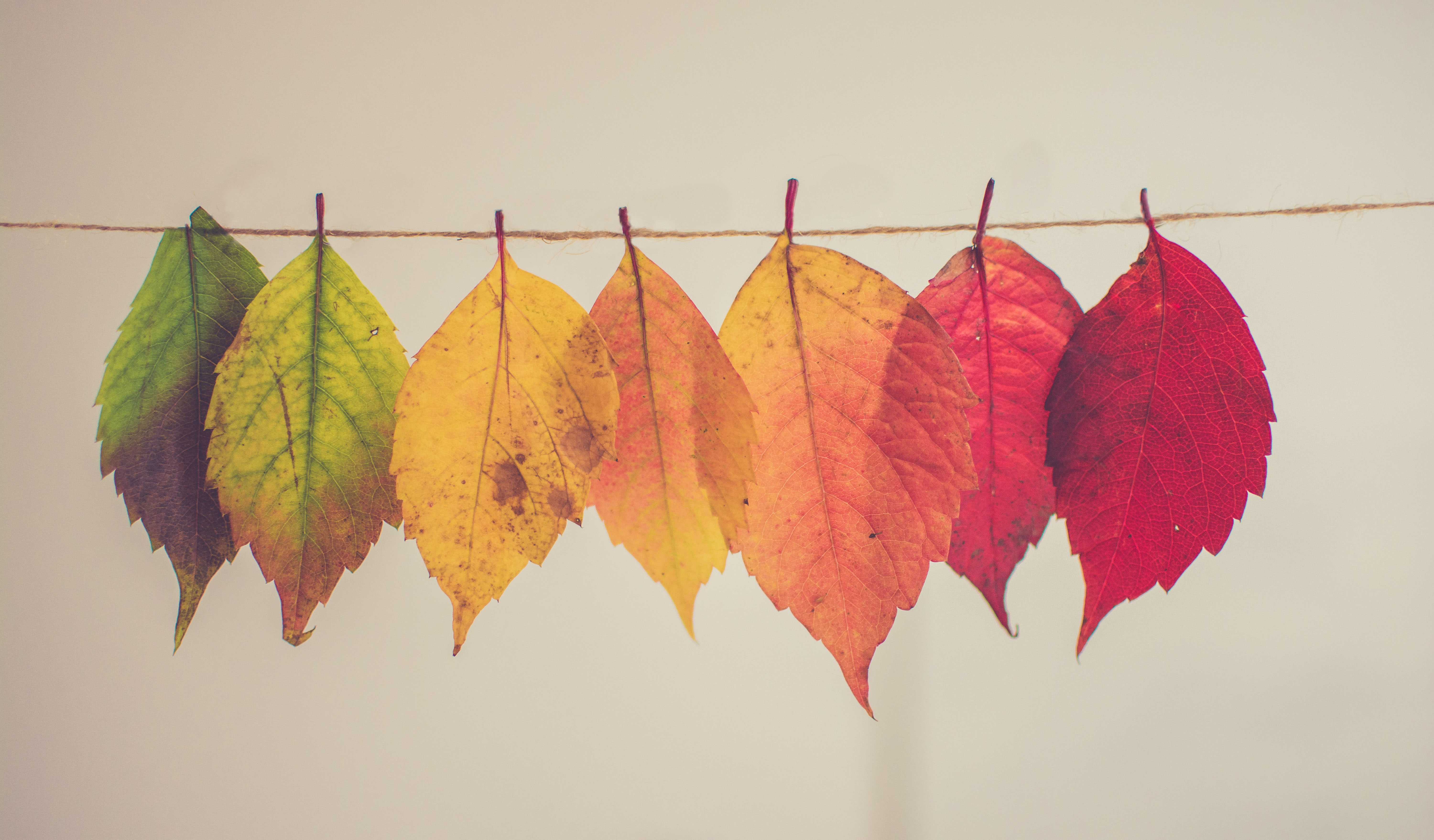 Не только «золотая» осень: как назвать оттенки листьев по-английски, когда red и yellow надоели