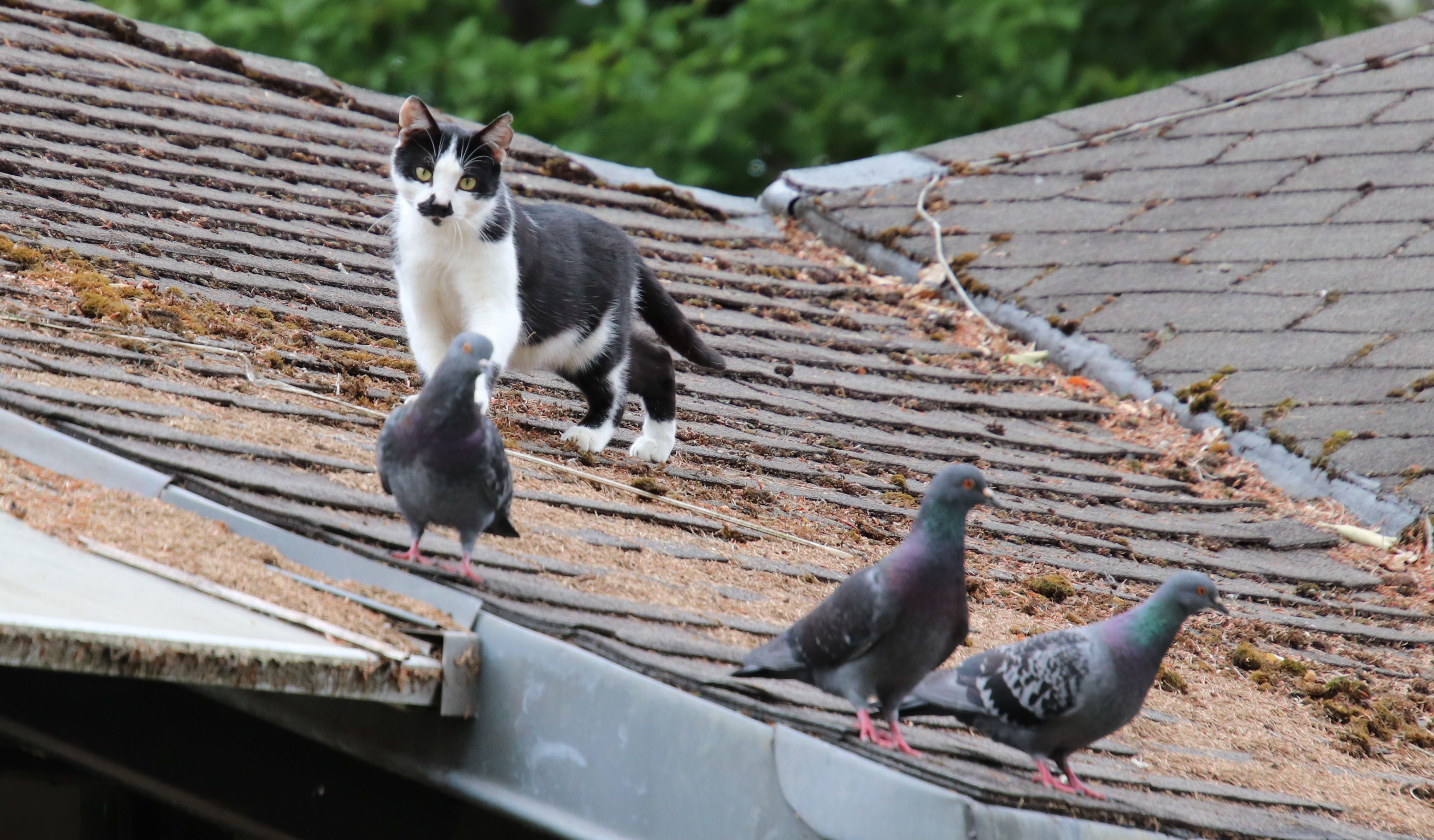 Идиома дня: put the cat among the pigeons