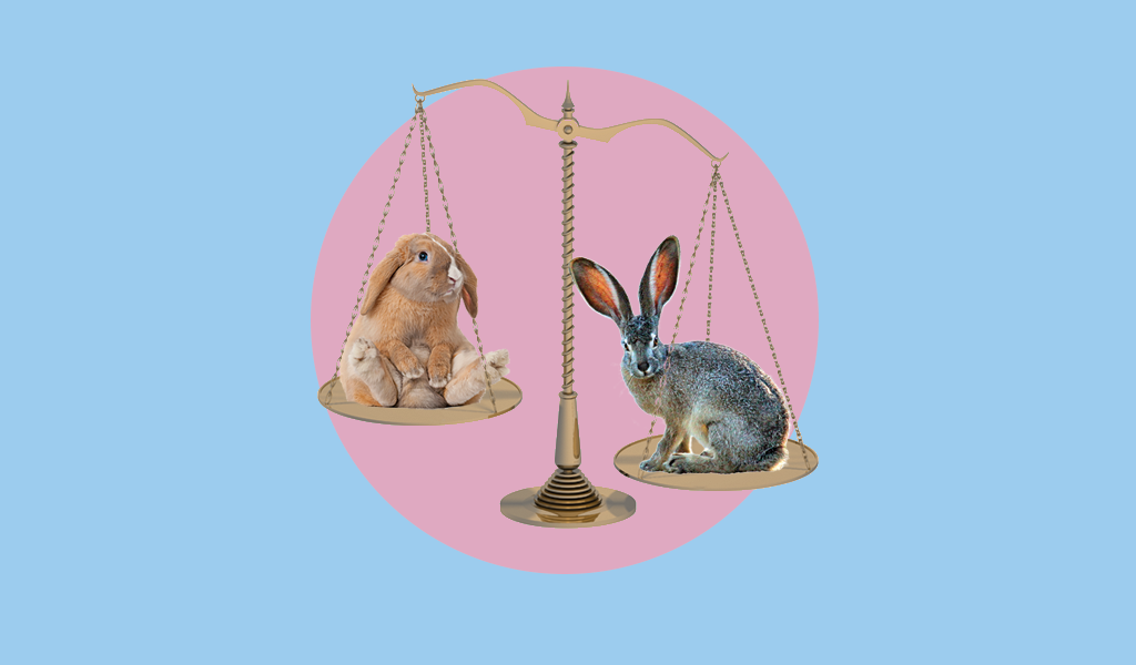 Hare, rabbit и bunny — это разные животные? Разбираемся в пушистых зверьках