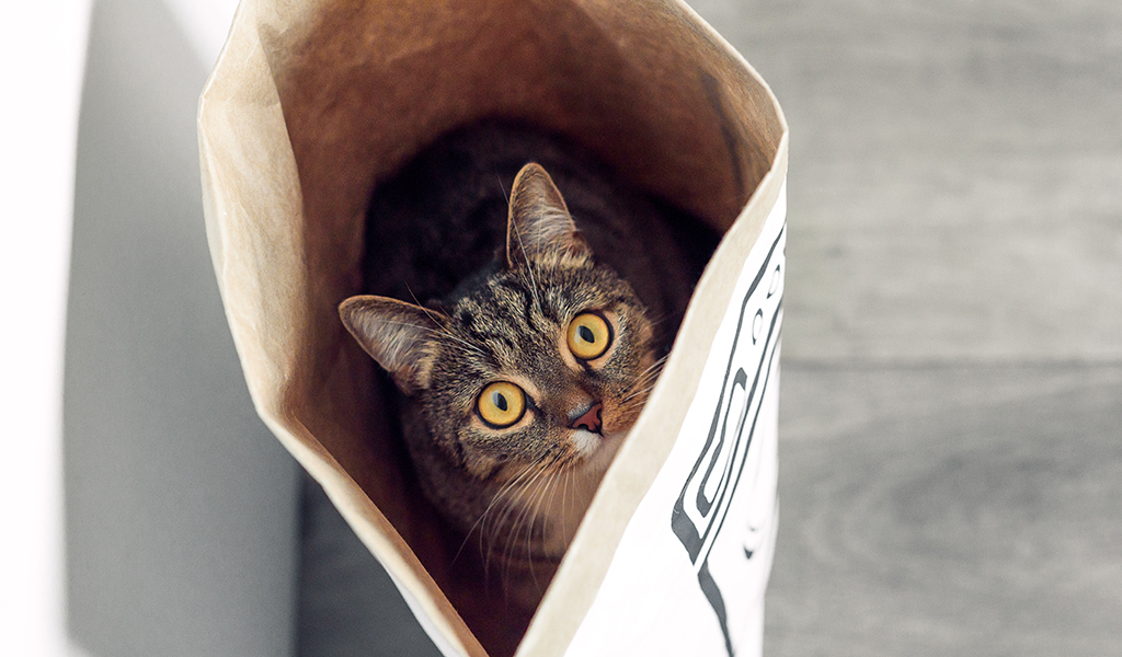 Идиома в честь Дня кошек: let the cat out of the bag