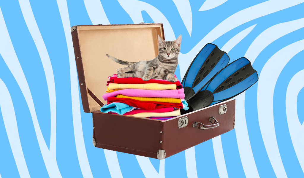 Сможете собрать чемодан в путешествие? Игра на знание английского