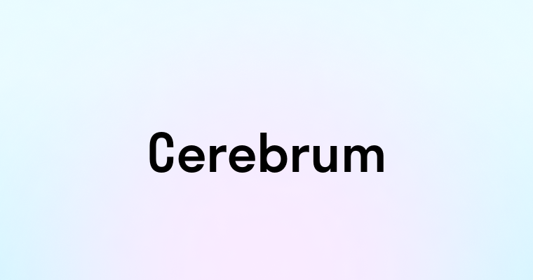 Cerebrum