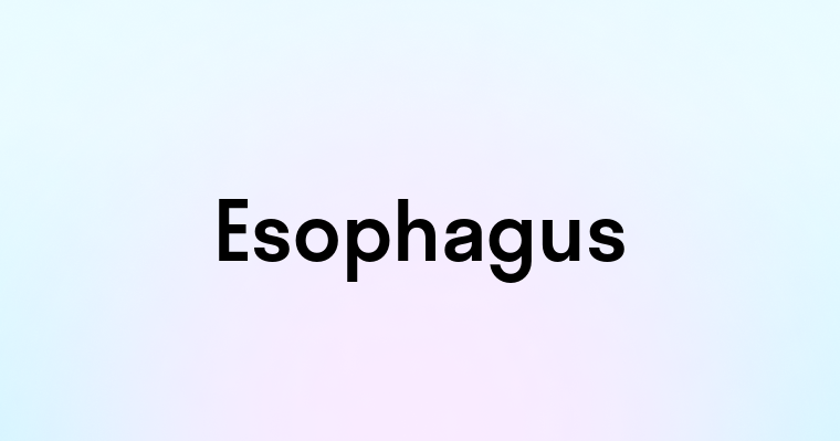 Esophagus