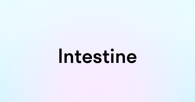 Intestine