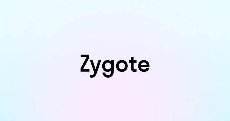 Zygote