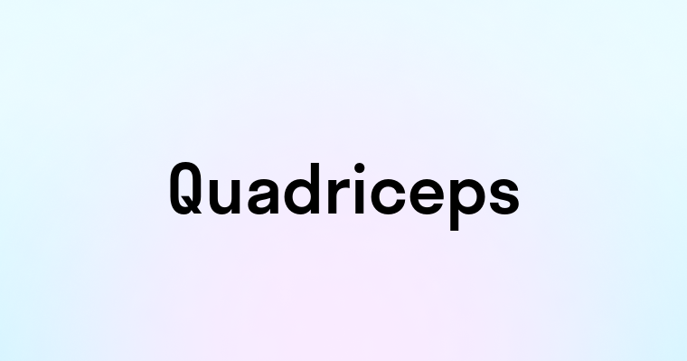 Quadriceps