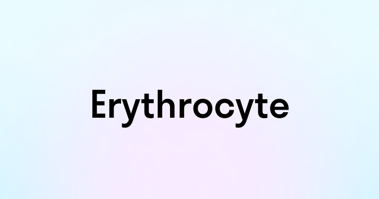 Erythrocyte