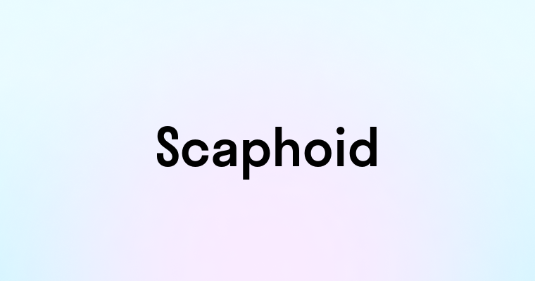 Scaphoid