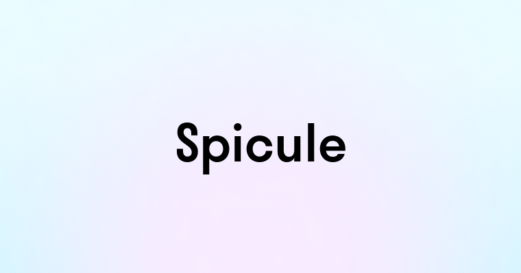 Spicule