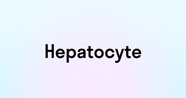 Hepatocyte