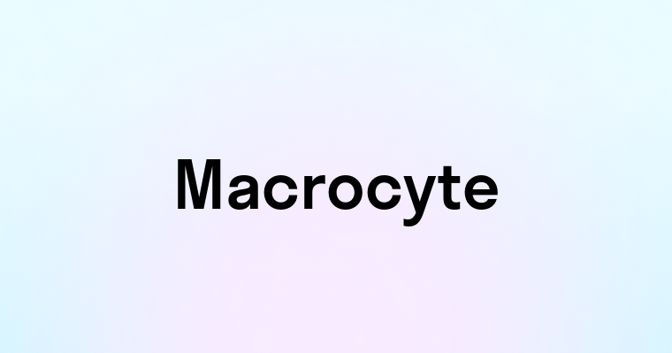 Macrocyte