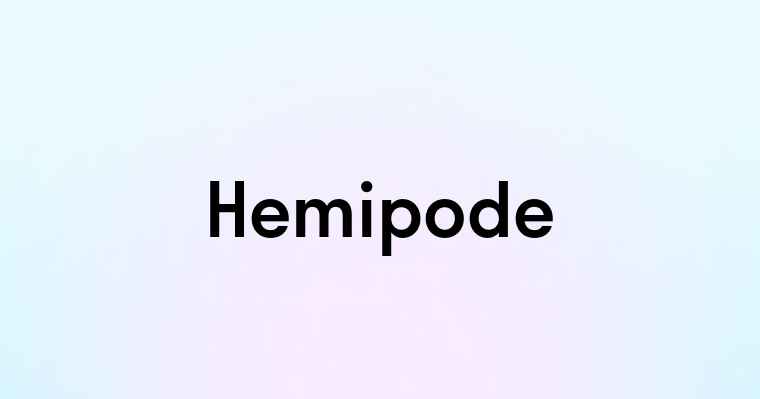 Hemipode