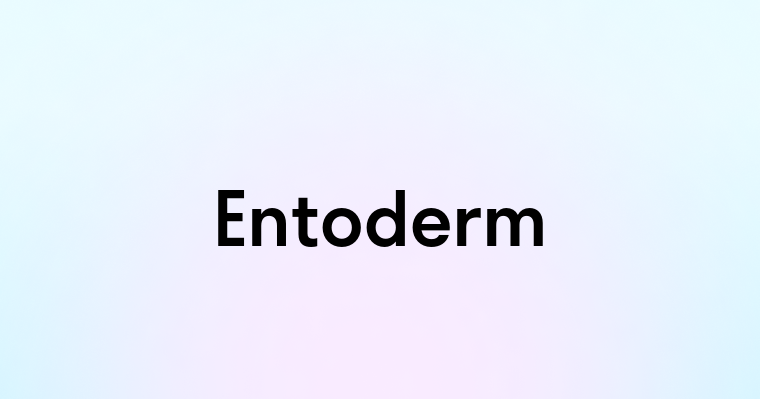 Entoderm