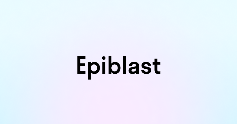 Epiblast