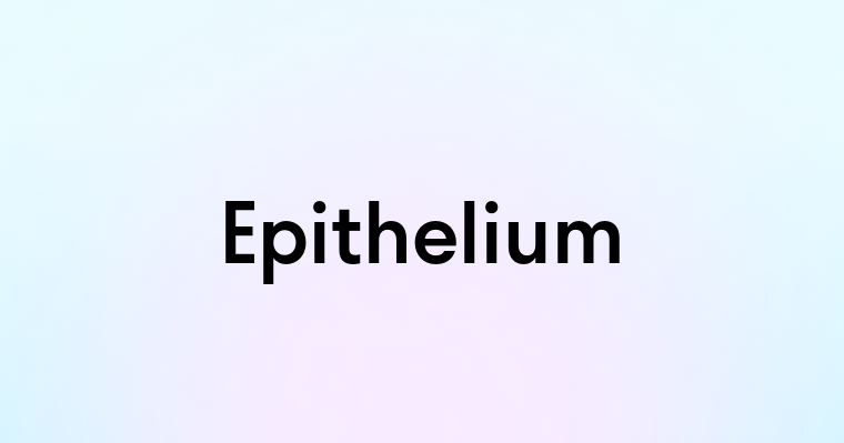 Epithelium