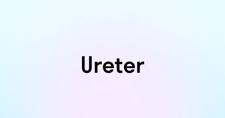 Ureter