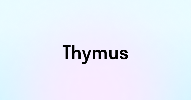 Thymus