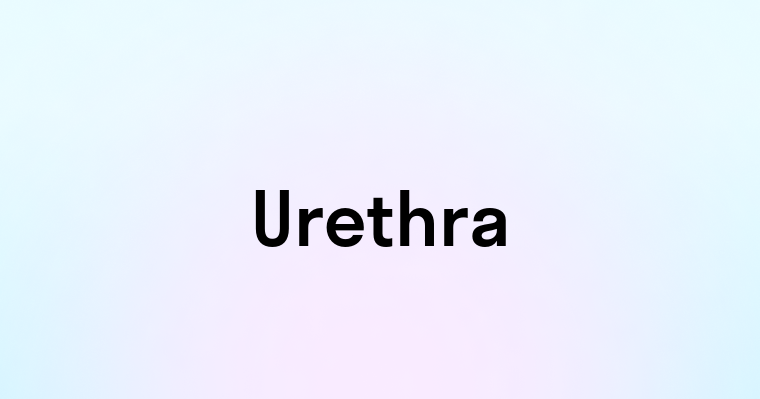 Urethra