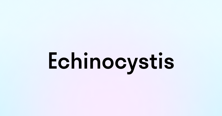 Echinocystis