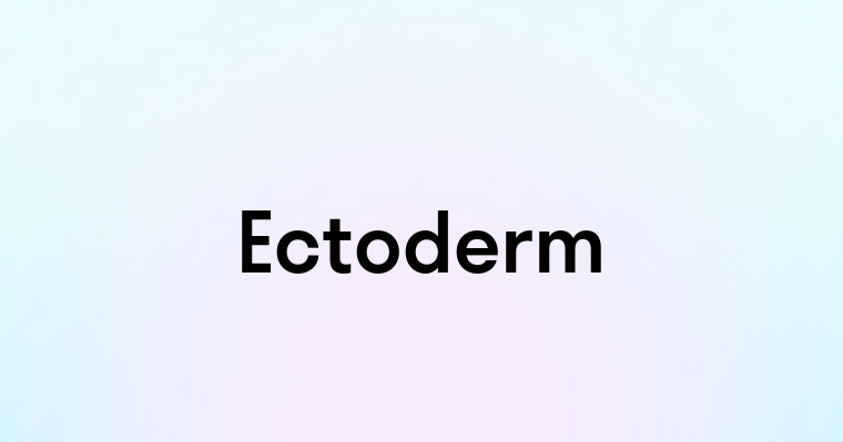 Ectoderm