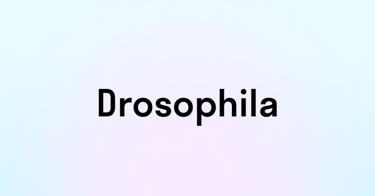 Drosophila