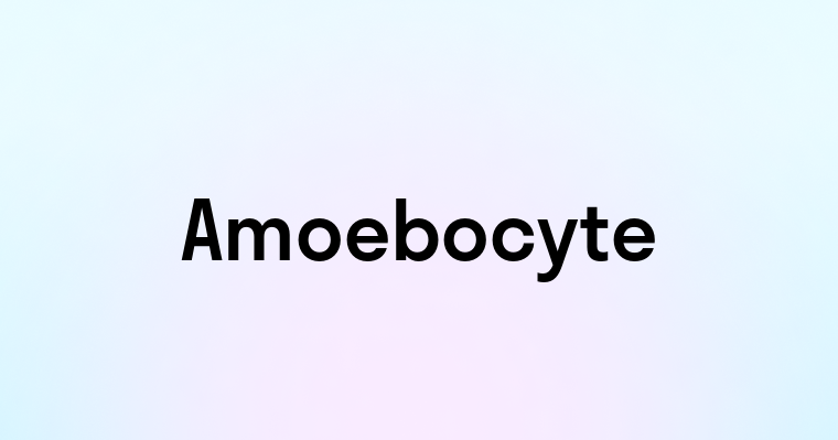 Amoebocyte