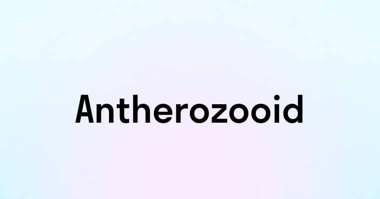 Antherozooid