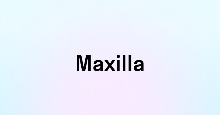 Maxilla