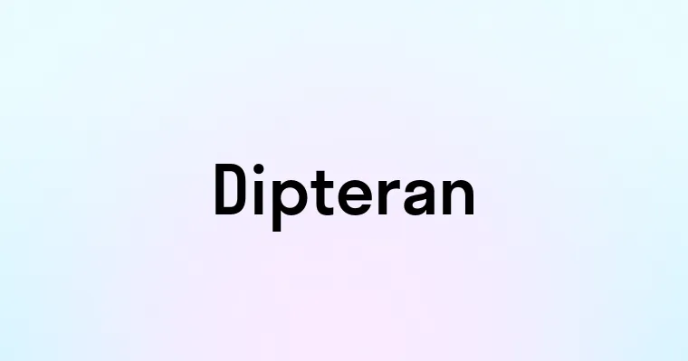 Dipteran