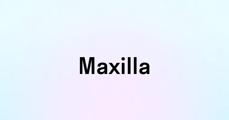 Maxilla