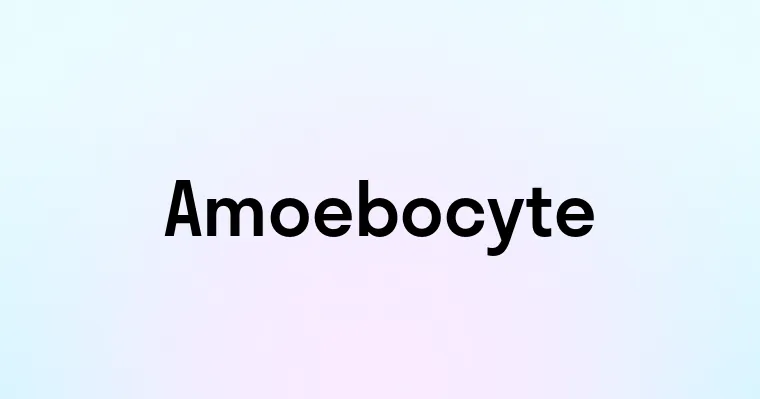 Amoebocyte