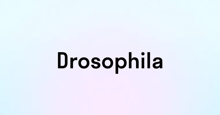 Drosophila