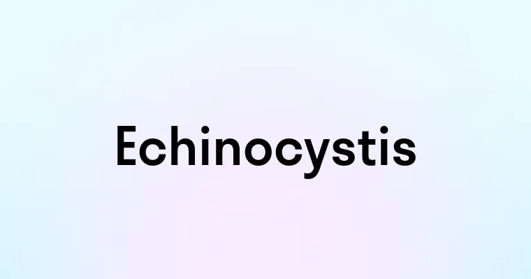 Echinocystis