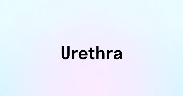 Urethra