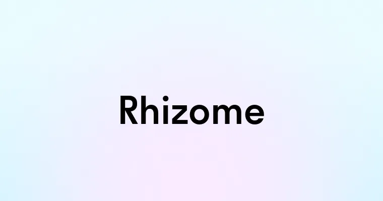 Rhizome