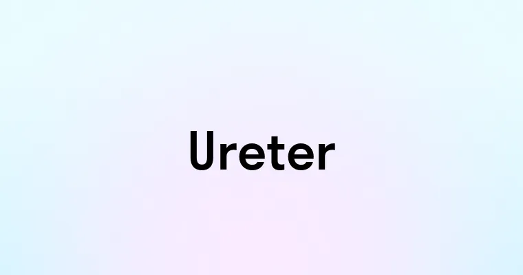 Ureter