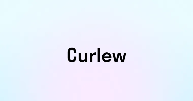 Curlew