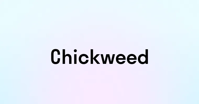 Chickweed