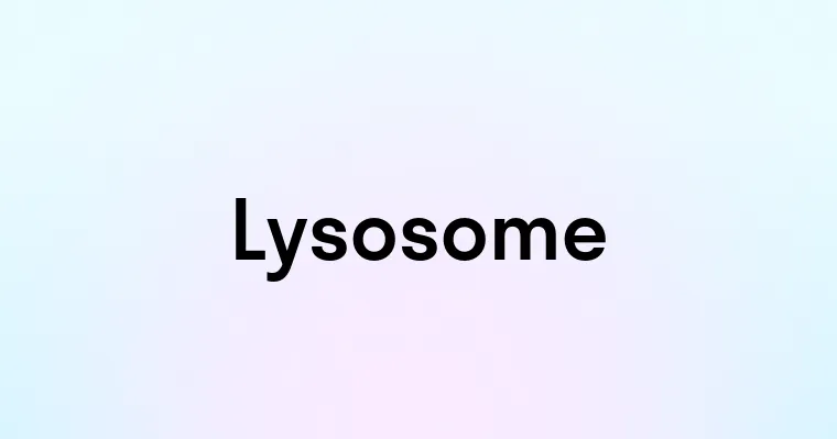 Lysosome