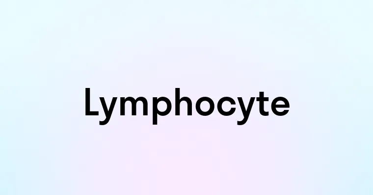 Lymphocyte