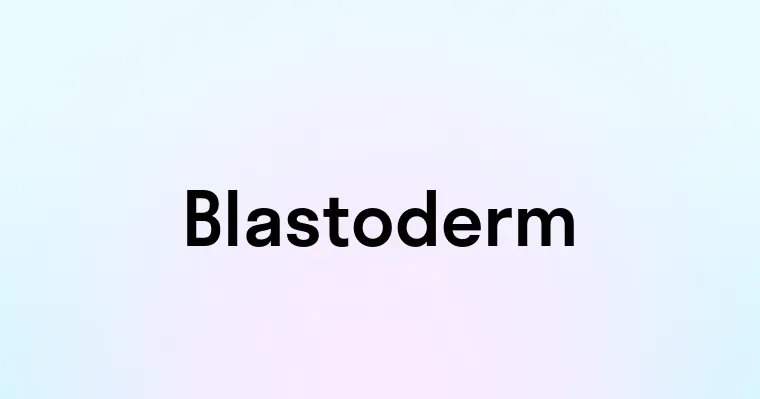 Blastoderm