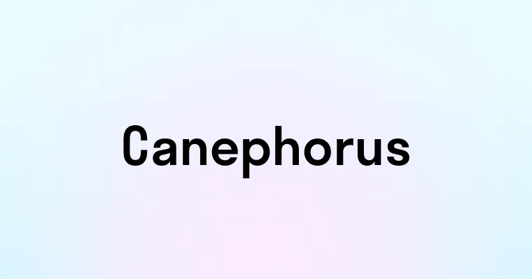 Canephorus