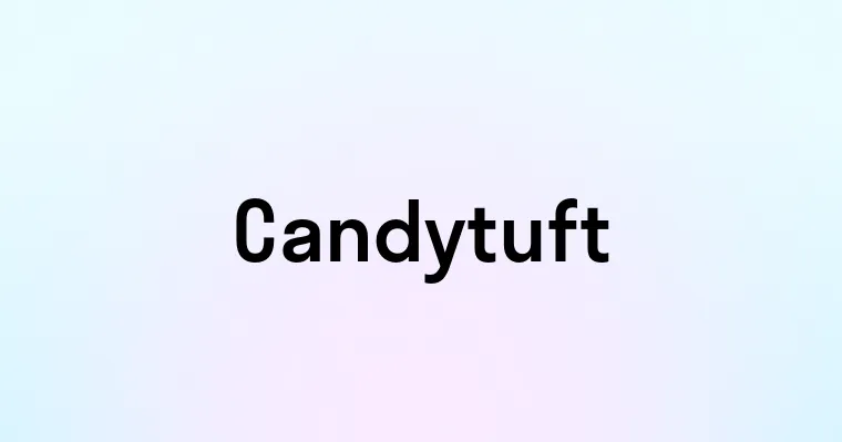 Candytuft