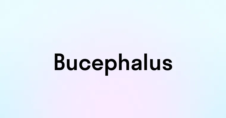 Bucephalus