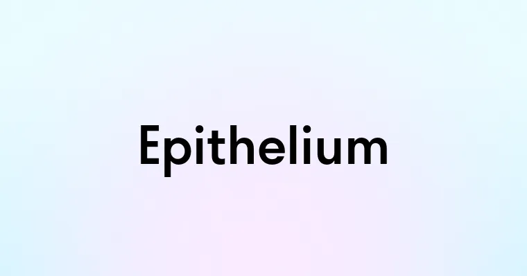 Epithelium