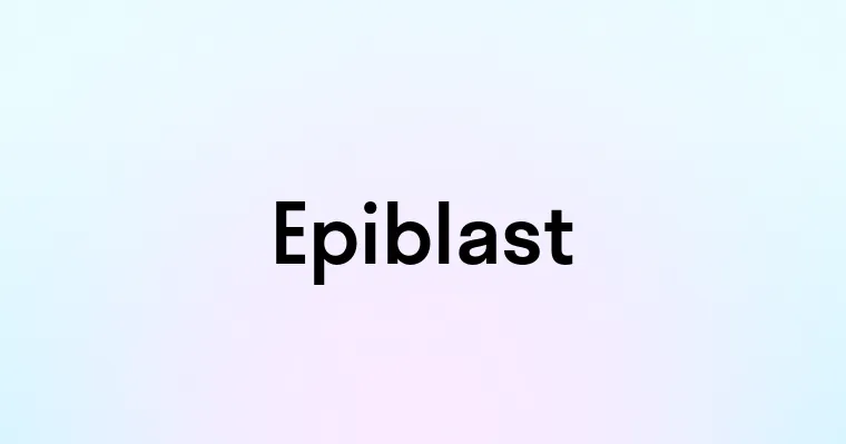 Epiblast