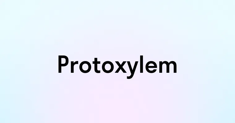 Protoxylem